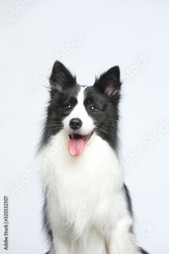 Against the gray and white background, the border collie makes a variety of naughty and lovely, happy and sad expressions. It is people's favorite pet, dog portrait combination series