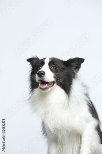 Against the gray and white background, the border collie makes a variety of naughty and lovely, happy and sad expressions. It is people's favorite pet, dog portrait combination series © InkheartX