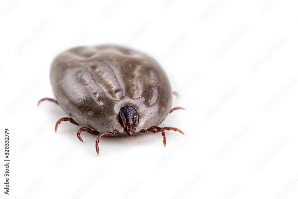 Closeup on dog tick with full of blood on white background Closeup on dog tick with full of blood on white background