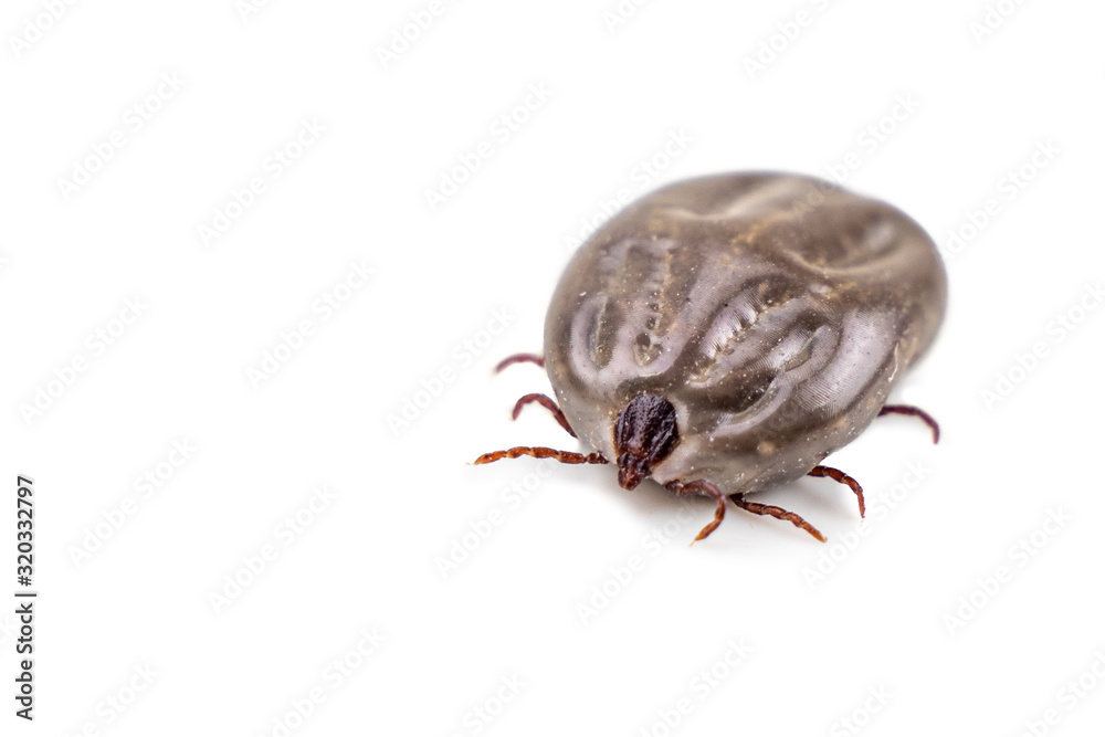 Closeup on dog tick with full of blood on white background Closeup on dog tick with full of blood on white background