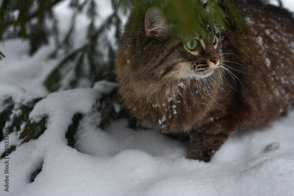 cat snow pet cute beautiful snow winter eyes look mustache strips snowflakes flakes needles spruce pine forest кошка снег питомец мило красиво снег зима глаза взгляд усы полоски снежинки ель хвоя cat snow pet cute beautiful snow winter eyes look mustache strips snowflakes flakes needles spruce pine forest кошка снег питомец мило красиво снег зима глаза взгляд усы полоски снежинки ель хвоя