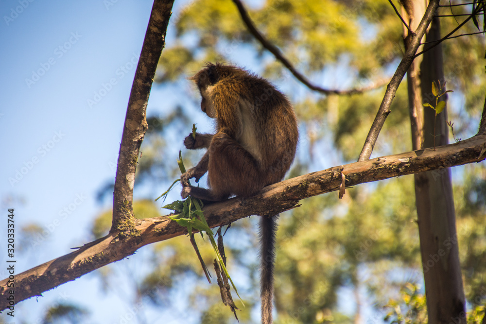 Fototapeta premium Singe