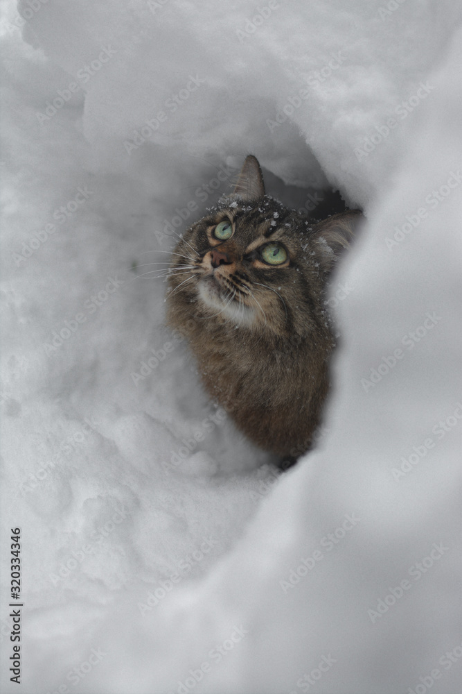 cat snow pet cute beautiful snow winter eyes look mustache strips snowflakes flakes needles spruce pine forest cat snow pet cute beautiful snow winter eyes look mustache strips snowflakes flakes needles spruce pine forest