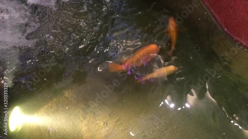 Orange Cichlid Pet Fish swimming in water pond.