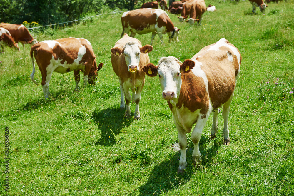 brown cow calf herd on green austrian pasture brown cow calf herd on green austrian pasture