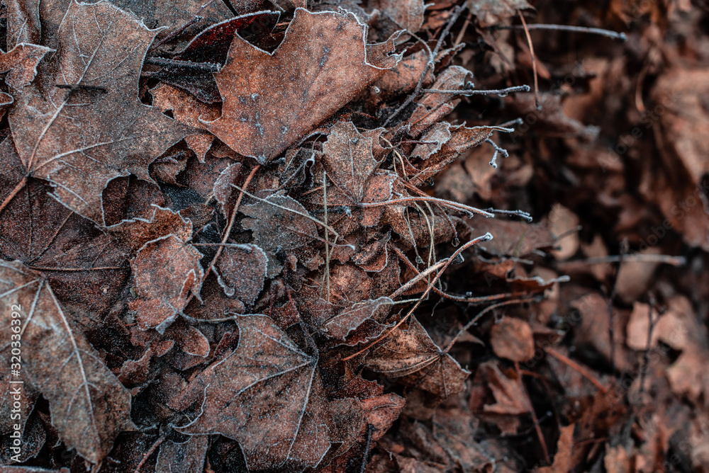 decay maple leaves in frost 