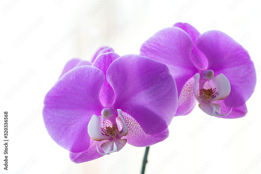 Beautiful Phalaenopsis orchid flowers. Pink orchid flower. Beautiful Phalaenopsis orchid flowers. Pink orchid flower.