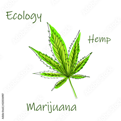 Green leaf of cannabis. Icon on a white background. Botanical, medical cannabis leaf drug illustration. green, hemp, design, logo. Vector.