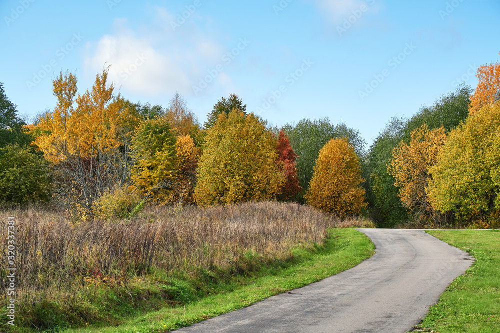 Sunny autumn day in the forest near a winding road