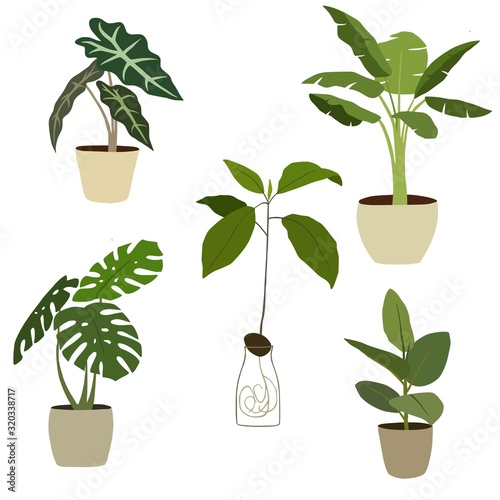 Set of different houseplants. Vector illustration.