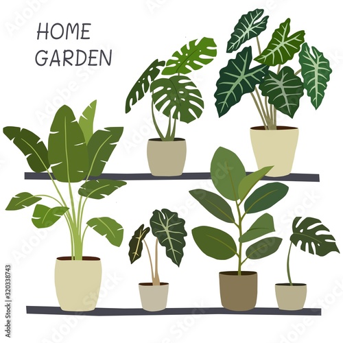 Home garden. Houseplants on wall shelfs. Vector illustration.