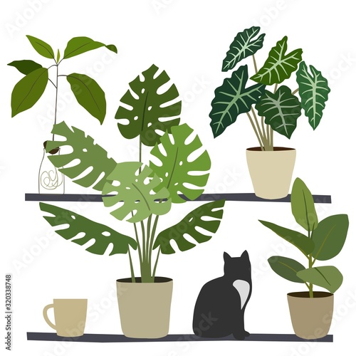 Houseplants and cat on wall shelfs. Vector illustration.