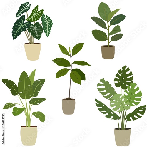 Set of different houseplants. Vector illustration.