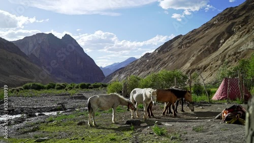 Reveal shot of a horde of horses grazing in the mountains unloaded, unmounted on a sunny day. 