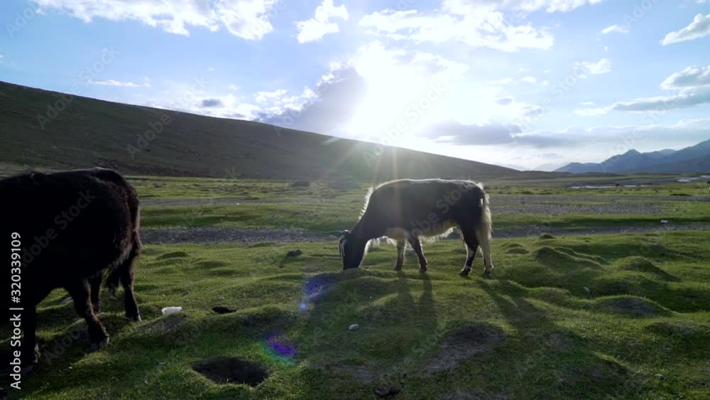Majestic lulu cows grazing in the Markha Valley, once they were close to extinction. Majestic lulu cows grazing in the Markha Valley, once they were close to extinction.