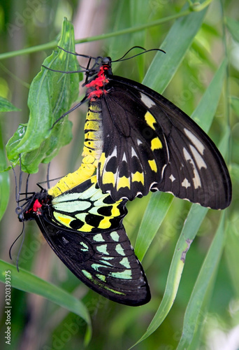 A pair of Swallowtail (Troines Helena) mating photo