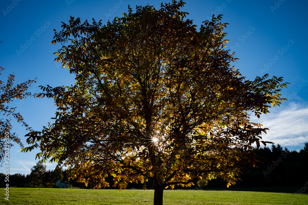Fototapeta premium autumn in the park