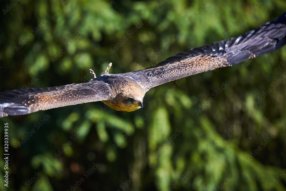 Black Kite in flight (Milvus migrans) Falconry Black Kite in flight (Milvus migrans) Falconry