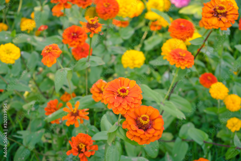 Beautiful flowers blooming in garden Beautiful flowers blooming in garden