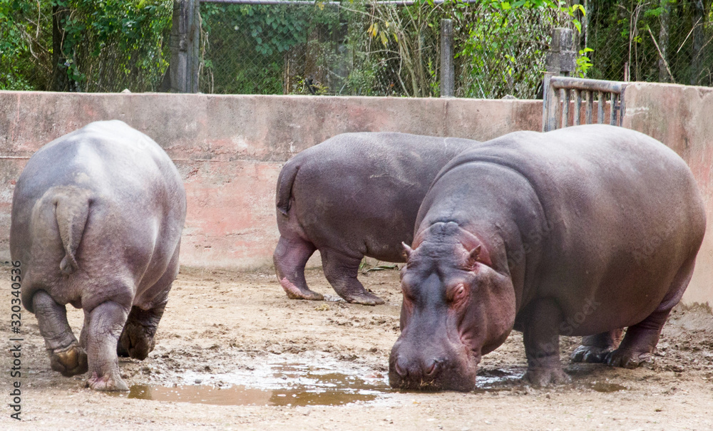 Hipopótamos no zoológico