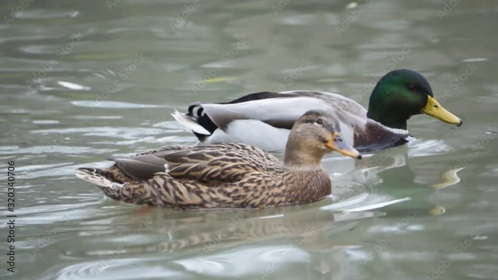 Two ducks swimming and drinking water. One duck is white and green and the other is brown. Two ducks swimming and drinking water. One duck is white and green and the other is brown.