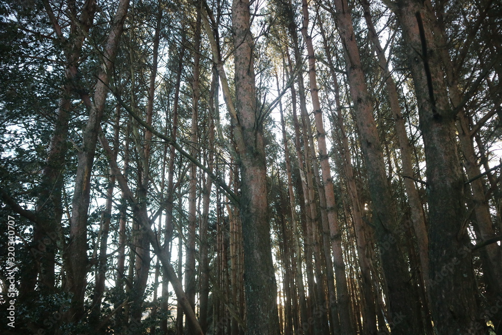 Obraz premium trees in the forest