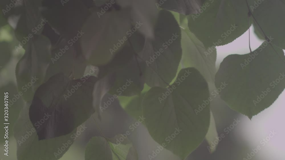 green tree leaves under shade in a summer day green tree leaves under shade in a summer day