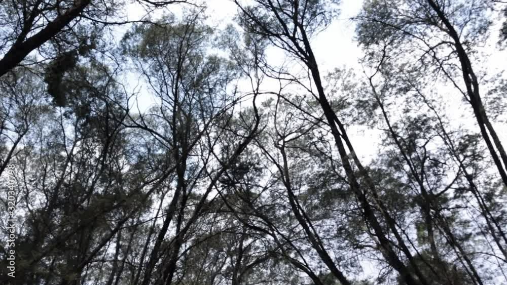 Wide shot of walking through trees. Wide shot of walking through trees.
