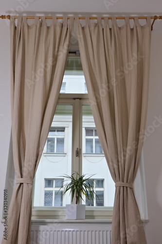 Little Dracaena plant standing in a room inside on a window ledge with beige curtains hanging around the window