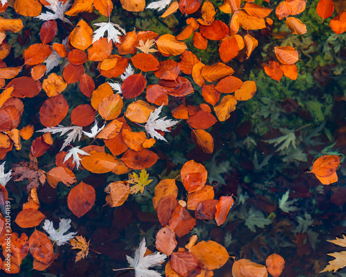autumn leaves in pond