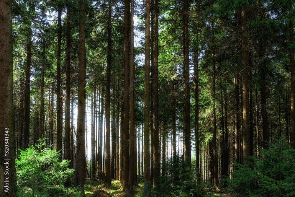 Fototapeta premium Las w Parku Narodowym Harz