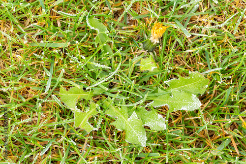 Wallpaper Mural Lawn with frozen dandelion and ice coating. Lawn texture with brittle frozen water drops. Green yellow grass with icing. Top view, overhead shot. Grass-plot surface backdrop.Decorative turf background Torontodigital.ca