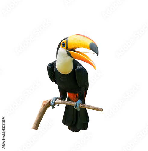 Toucan bird in a tree branch on white isolated background photo