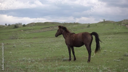 Horse on leash defecate in the steppe. Russia. 4K stock video footage