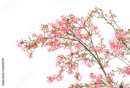 silk floss tree flower isolated on white background