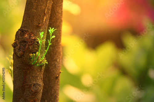 Small buds on tree branch with sun light for begin new oportunity or chance concept photo