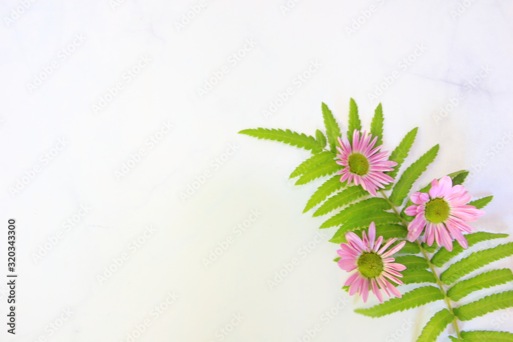 Obraz premium Daisy pink or chrysanthemum flower selective soft focus for background and on marble background,Flat lay pattern Concept Valentine's Day.