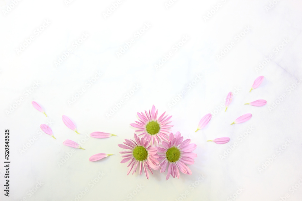 Daisy pink soft focus for background and on marble background,Flat lay pattern Concept Valentine's Day.