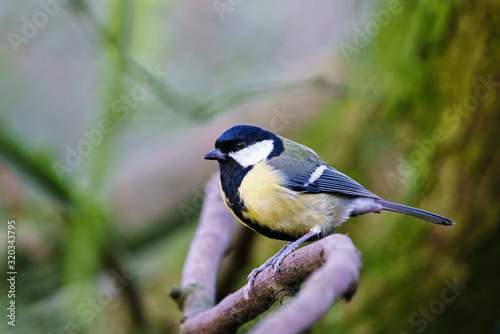 Great Tit (Parus major) sitting on a branch, taken in the UK