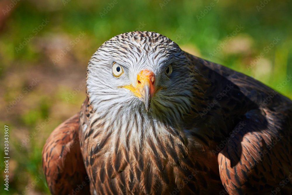 Red Kite head closeup (Milvus milvus) Red Kite head closeup (Milvus milvus)