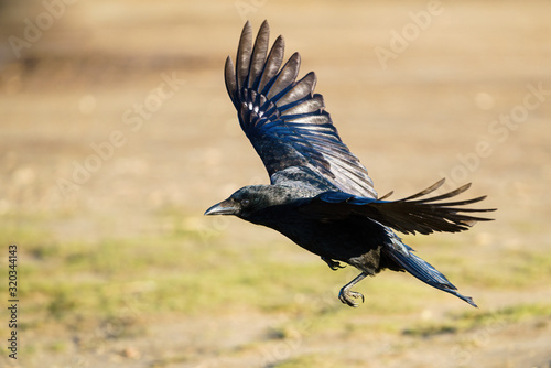Canvas Print Carrion crow (Corvus corone) in flight, taken in London, England