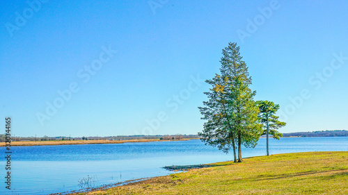 A single pine tree grows by the shore of a Texas lake