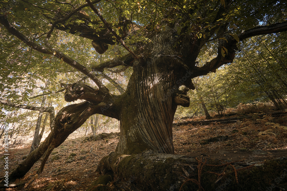 Castaño centenario en el bosque encantado de castaños durante el otoño.