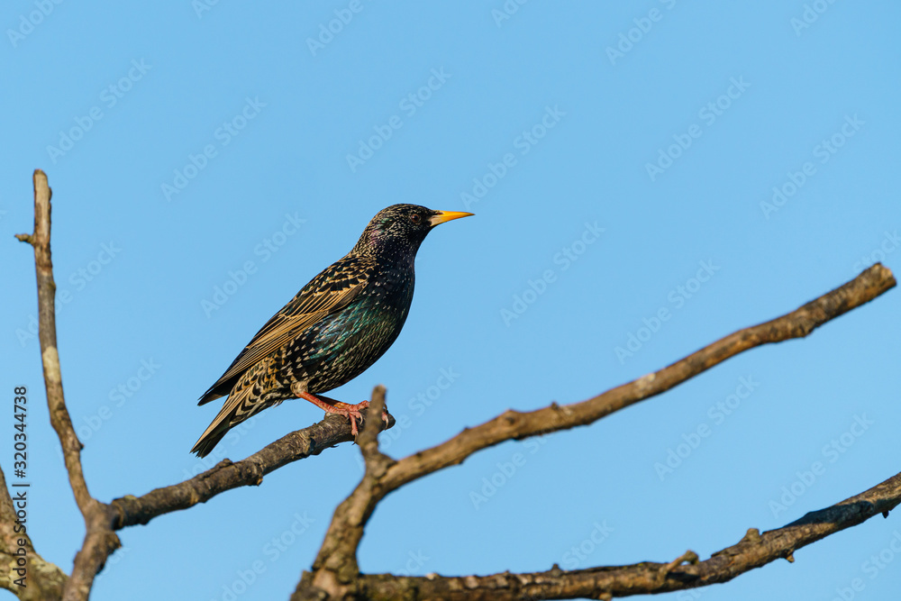 Common starling (Sturnus vulgaris) perched in a dead tree, taken in the UK Common starling (Sturnus vulgaris) perched in a dead tree, taken in the UK