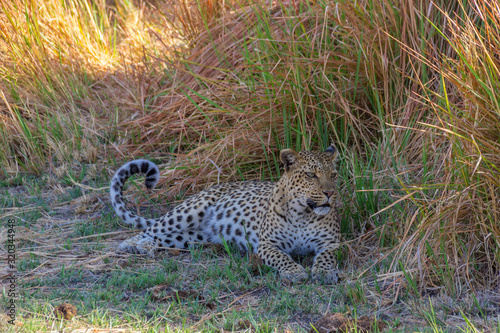 Leopard photo