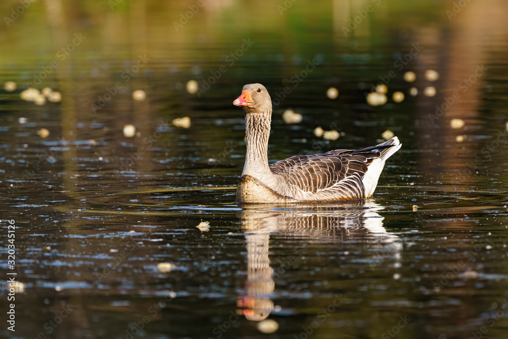 Greylag Goose (Anser anser) on a pond, taken in England Greylag Goose (Anser anser) on a pond, taken in England