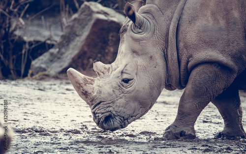 Ceratotherium simum cottoni, simum, Diceros bicornis michaeli, white rhino, are critically endangered species