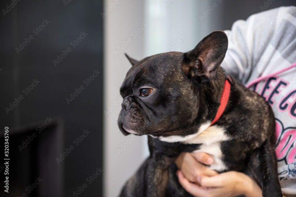 french bull dog on hands 