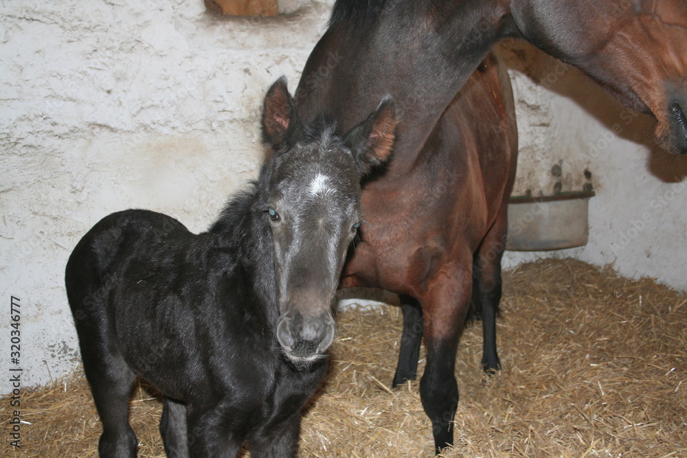 Obraz premium Foal young bay fur horse black birth