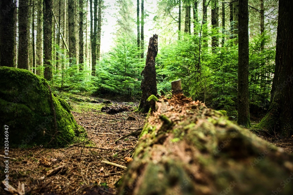 Obraz premium Scotland woods and forests